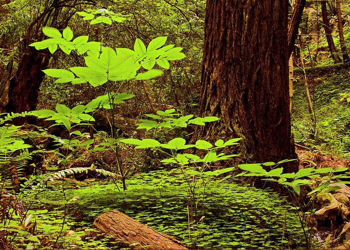 California Greeting Card featuring the photograph Deep in the forest-lime Klin by Gary Brandes