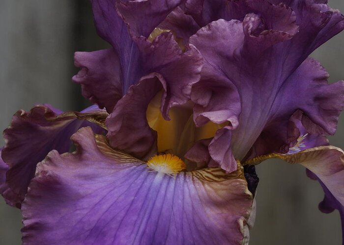 Botanical Greeting Card featuring the photograph Look Into My Iris by Richard Thomas