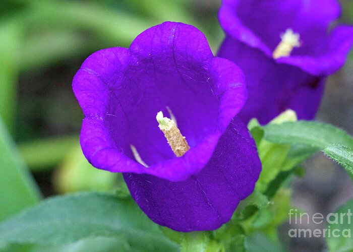 Purple Flower Greeting Card featuring the photograph Deep Purple by Jim Gillen