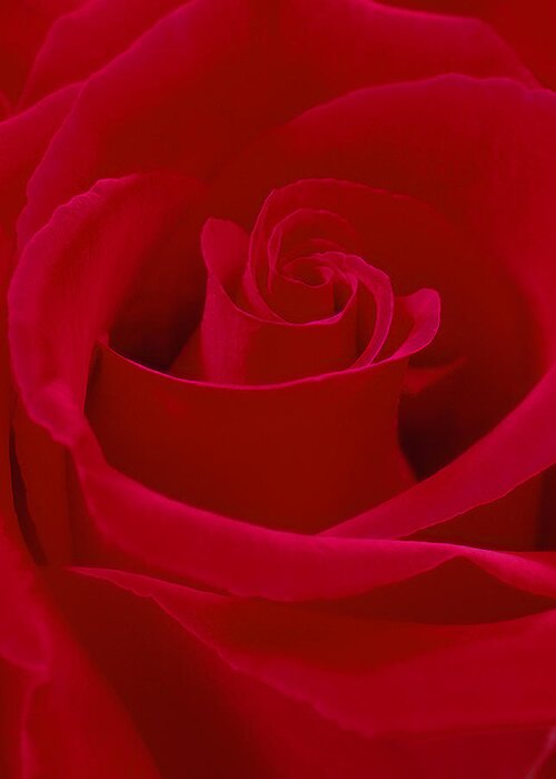 Red Rose Greeting Card featuring the photograph Deep Red Rose by Mike McGlothlen