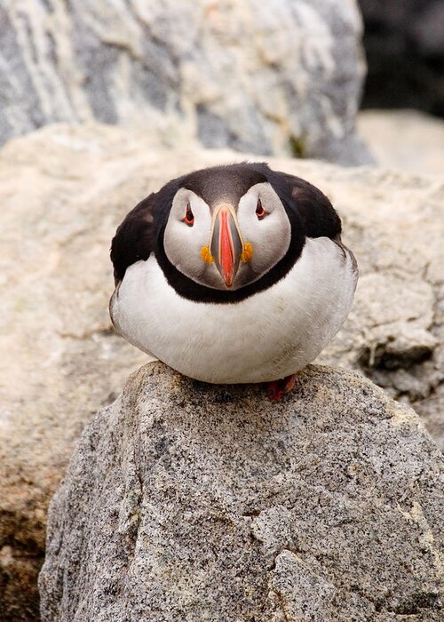 Puffin Greeting Card featuring the photograph Deep Thinker by Brent L Ander