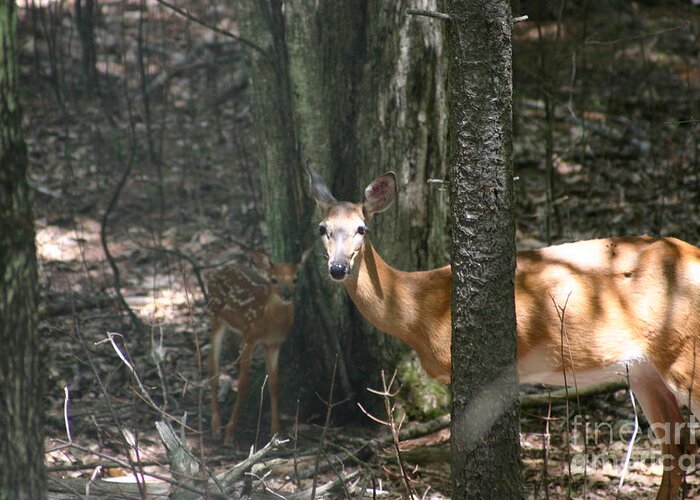 Deer Greeting Card featuring the photograph Deer and fawn in the woods by David Bishop