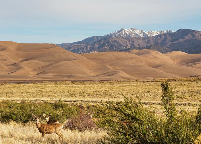 Wildlife Greeting Card featuring the photograph Deer And The Colorado Sand Dunes by James BO Insogna