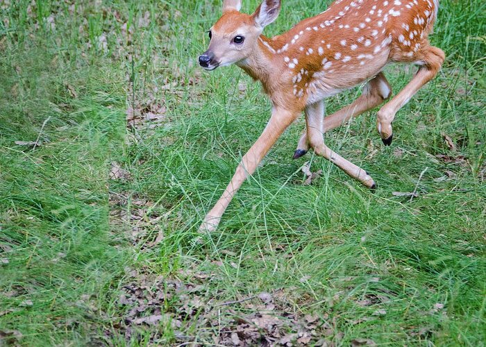 Fawn Greeting Card featuring the photograph Deer Dance by Peg Runyan