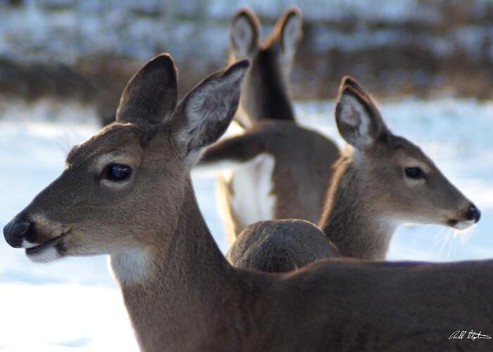 Deer Greeting Card featuring the photograph Deer Family by Bill Stephens