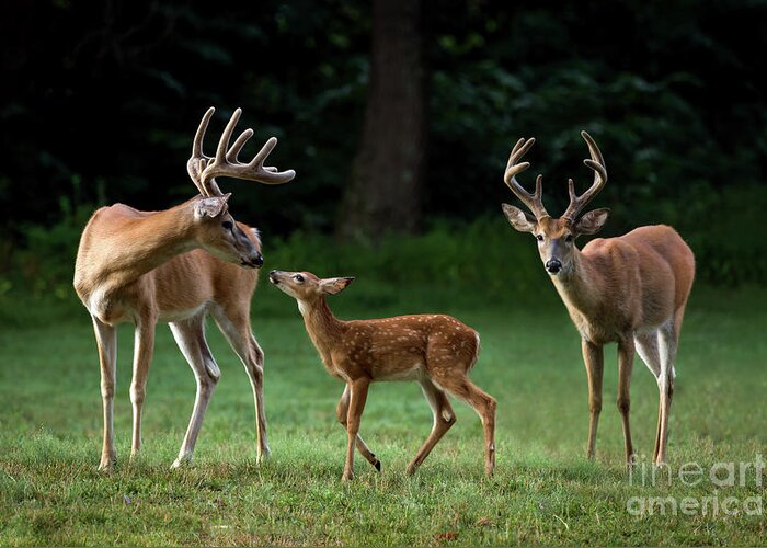 Deer Greeting Card featuring the photograph Deer Family Portrait by Andrea Silies