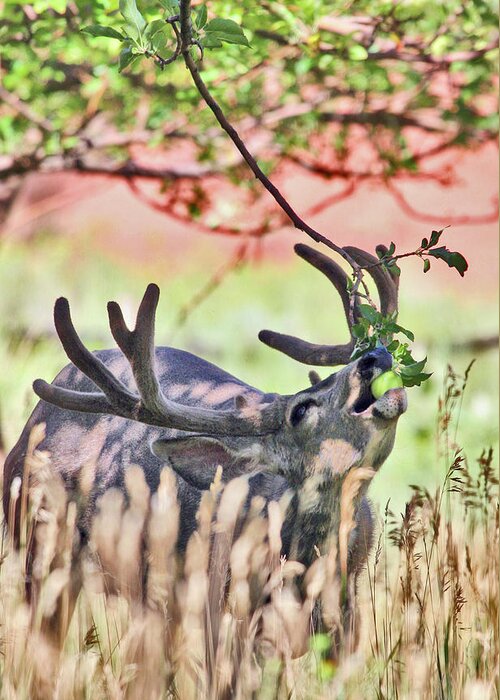 Deer Greeting Card featuring the photograph Deer in the Orchard by Wesley Aston