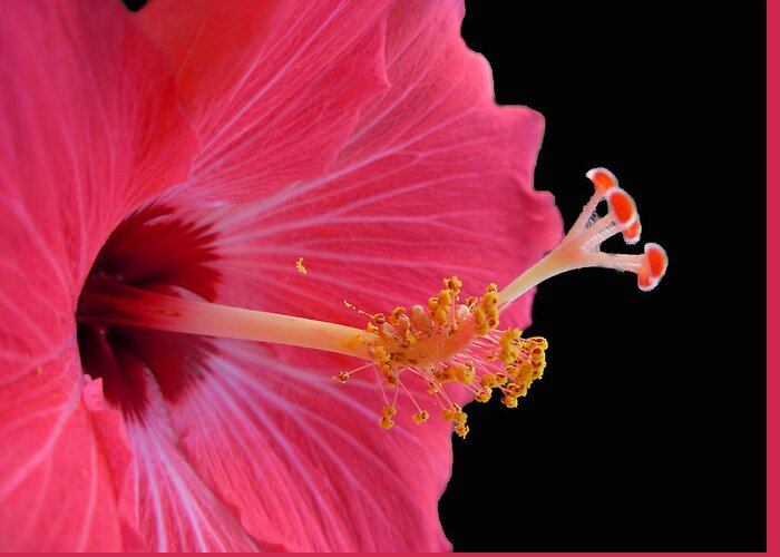 Hibiscus Greeting Card featuring the photograph Defined Theory by Amanda Vouglas