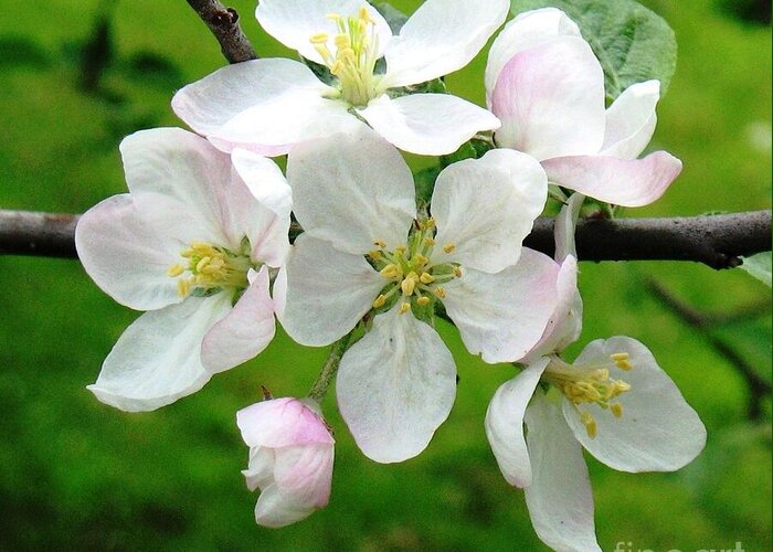 Apple Tree Blossoms Greeting Card featuring the photograph Delicate Apple Blossoms by Hazel Holland