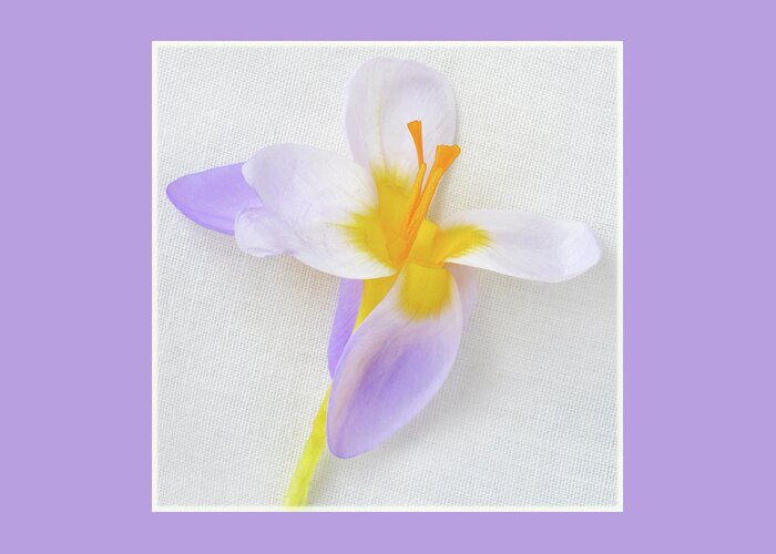 Crocus Greeting Card featuring the photograph Delicate Art Of Crocus by Terence Davis