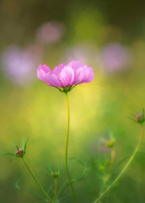 Flower Greeting Card featuring the photograph Delicate Beauty by John Rivera