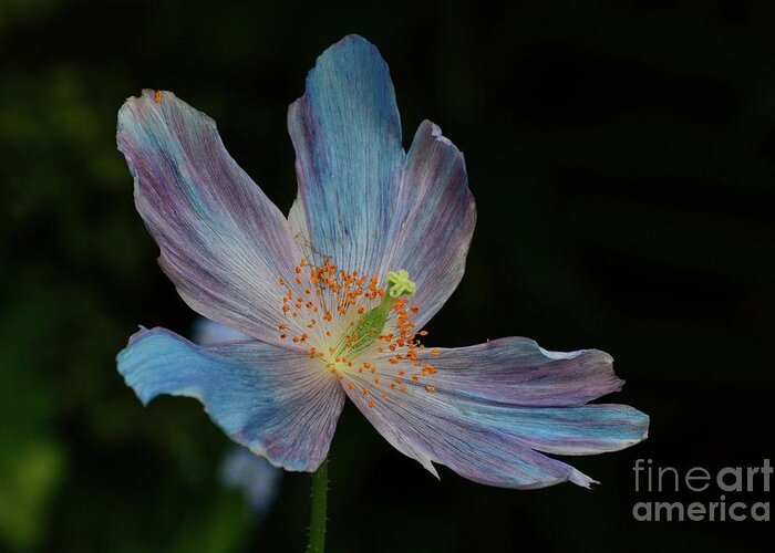 Flower Greeting Card featuring the photograph Delicate Blue by Cindy Manero