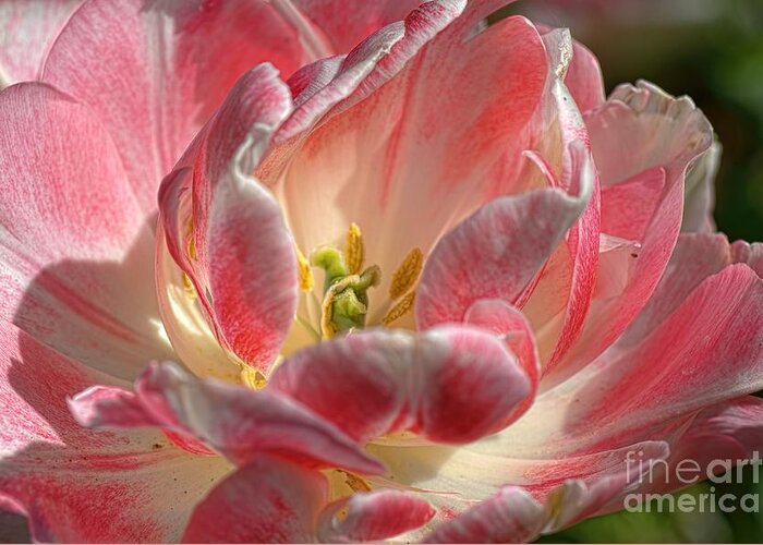 Tulips Greeting Card featuring the photograph Delicate by Diana Mary Sharpton