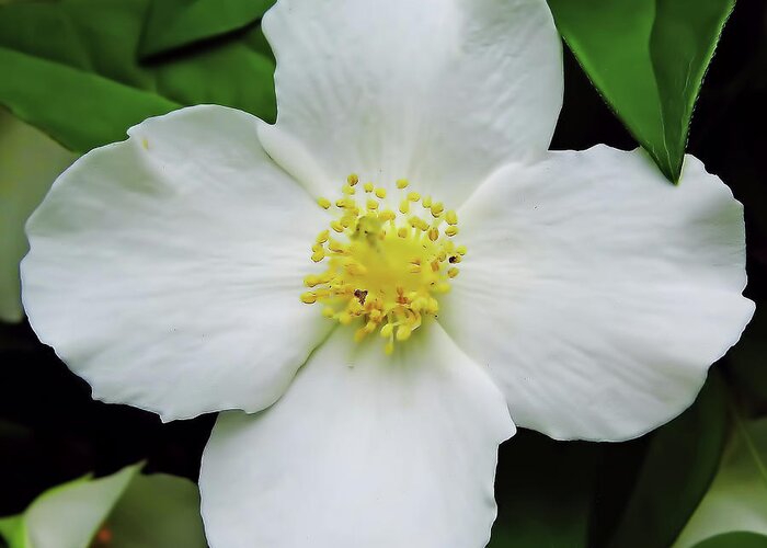 Dogwood Greeting Card featuring the photograph Delicate Dogwood by D Hackett