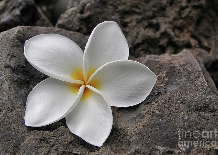 Plumeria Greeting Card featuring the photograph Delicate Induration by DJ Florek