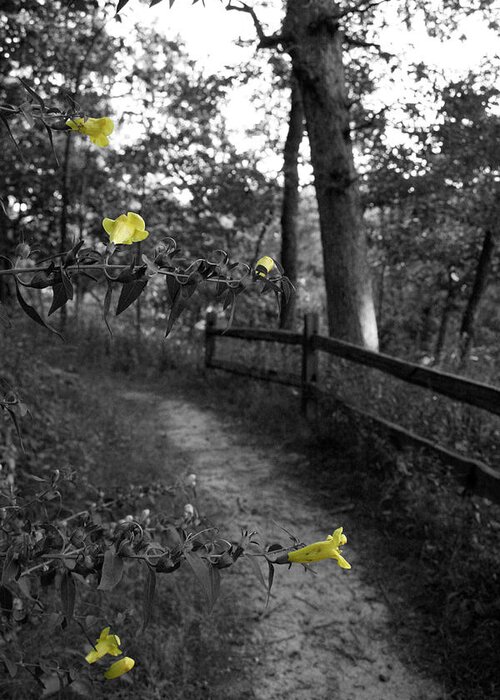 Flower Greeting Card featuring the photograph Delicate Path by Dylan Punke
