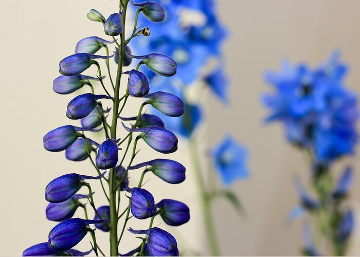 Blue Greeting Card featuring the photograph Delphinium by Heidi Smith
