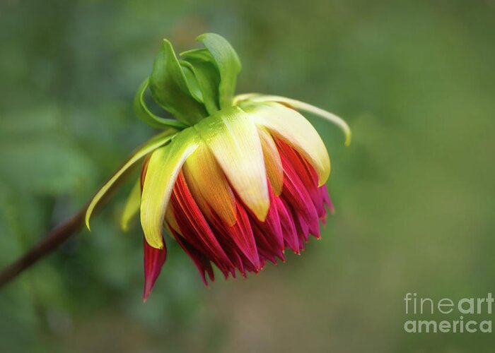 2016 Greeting Card featuring the photograph Demure Dahlia Bud by Louise Lindsay