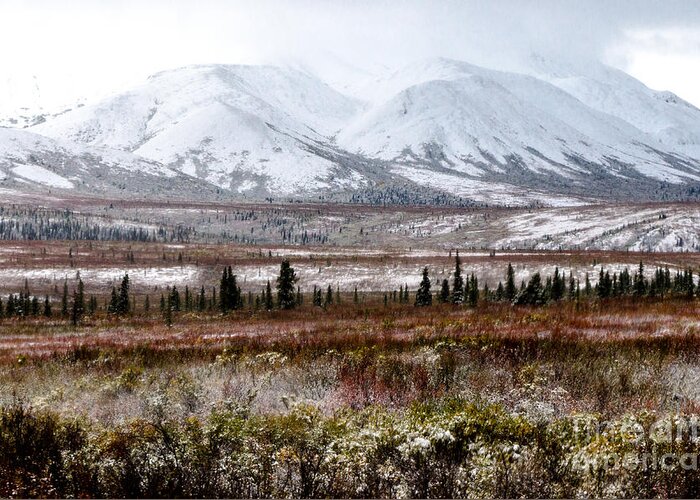 Mcstory Greeting Card featuring the photograph Denali - Winter Came Early 2 by Mary Carol Story