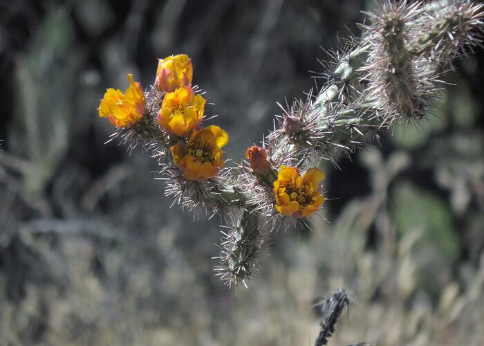 Art For Sale Greeting Card featuring the photograph Desert Blooms by Bill Tomsa