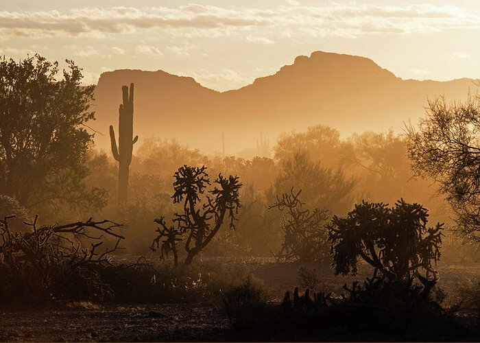 Desert Greeting Card featuring the photograph Desert Dust by Sue Cullumber