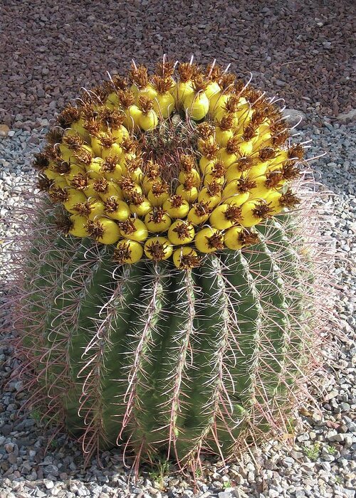 Barrel Cactus Greeting Card featuring the photograph Desert Facts of Life by Judith Lauter