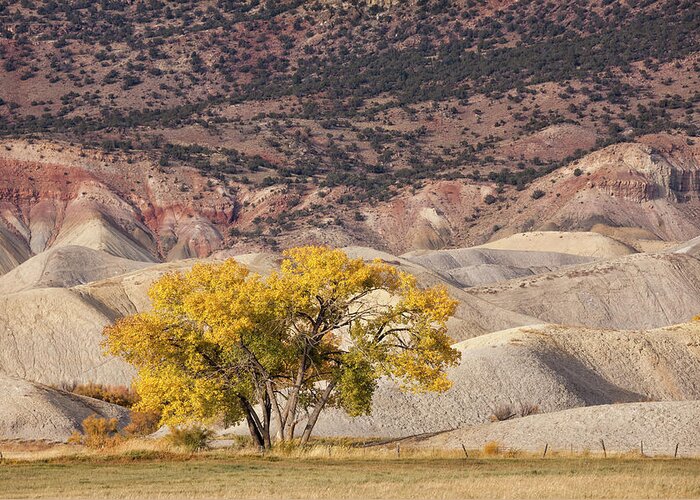 Cottonwood Greeting Card featuring the photograph Desert Gold by Denise Bush