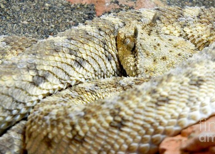 Reptile Greeting Card featuring the photograph Desert Horned Viper by KD Johnson
