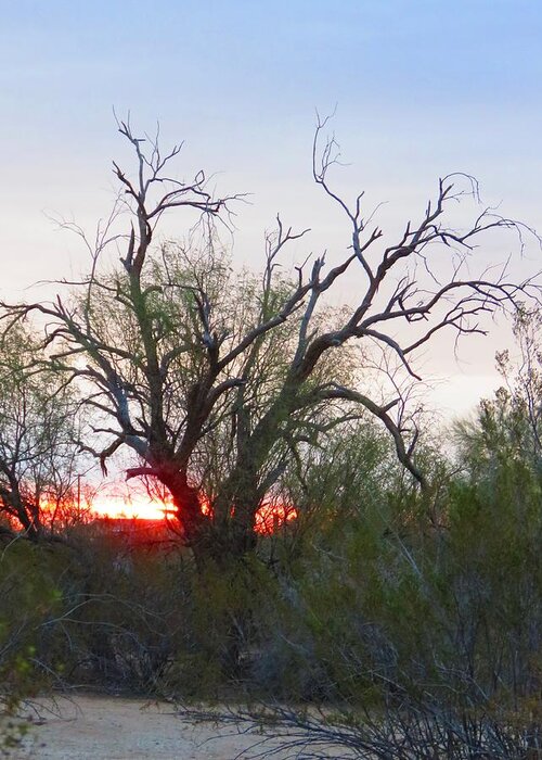 Arizona Greeting Card featuring the photograph Desert Ironwood Sunrise by Judy Kennedy