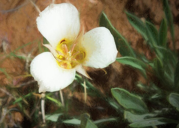 Flowers Greeting Card featuring the painting Desert Mariposa Lily by Penny Lisowski