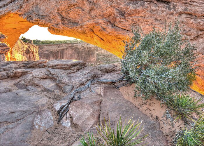 Desert Greeting Card featuring the photograph Desert Morning - Canyonlands National Park by Gregory Ballos