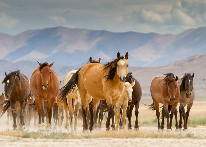 Wild Horse Greeting Card featuring the photograph Desert Travelers by Kent Keller