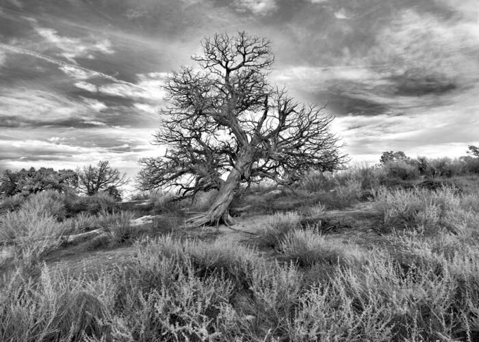 Devils Canyon Greeting Card featuring the photograph Devils Canyon Tree by Jamieson Brown
