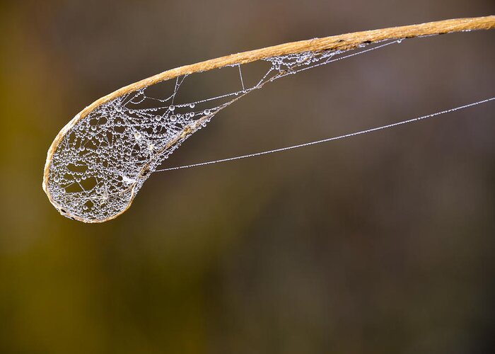 Spider Web With Dew Greeting Card featuring the photograph Dew Drop In by Carolyn Marshall