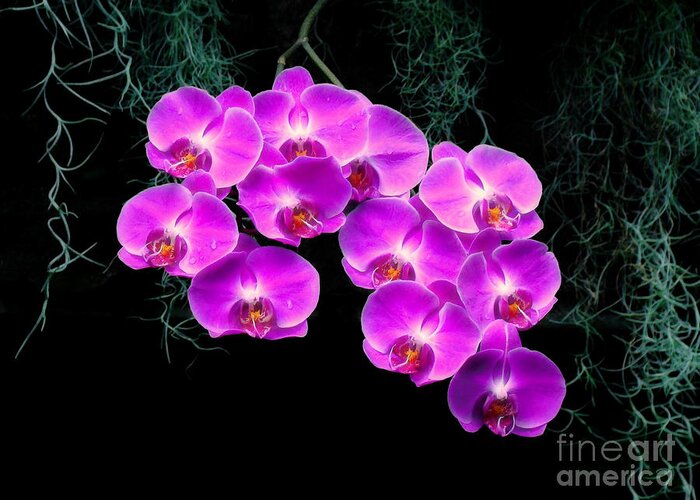 Orchid Greeting Card featuring the photograph Dew-Kissed Orchids by Sue Melvin
