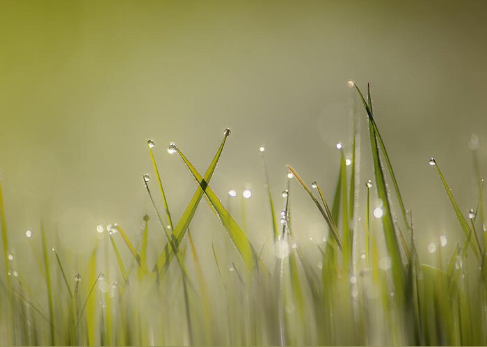 Grass Greeting Card featuring the photograph Dew on Grass by Veli Bariskan