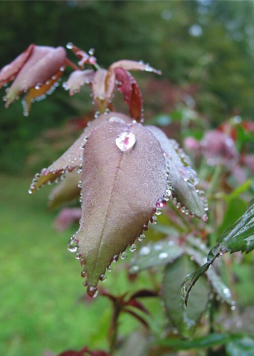Folk Art Greeting Card featuring the photograph Dew On Rose Bush by Debbie Criswell