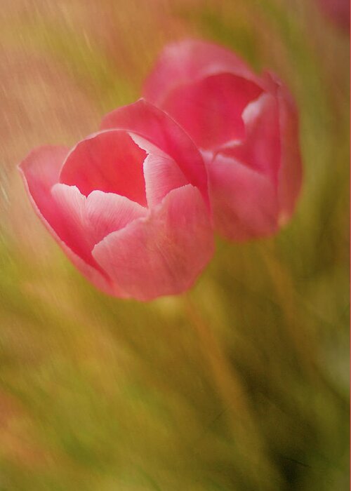 Tulips Greeting Card featuring the photograph Different Than A Rose by Elvira Pinkhas