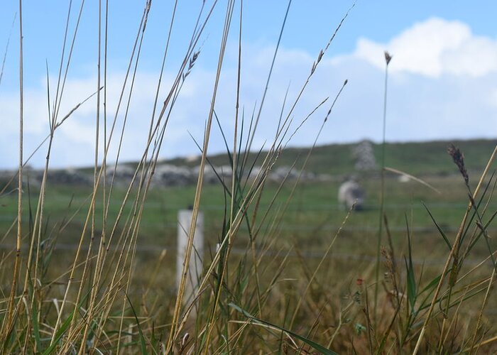 Ireland Greeting Card featuring the photograph Dingle Grasses by Curtis Krusie