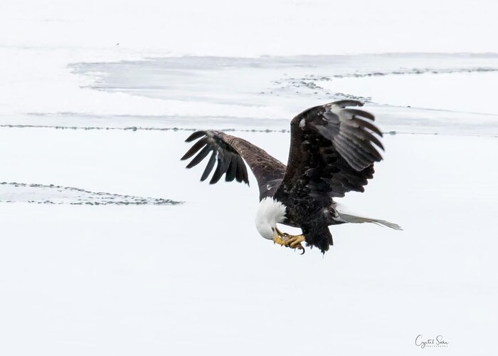 Eagle Greeting Card featuring the photograph Dinner on the go by Crystal Socha