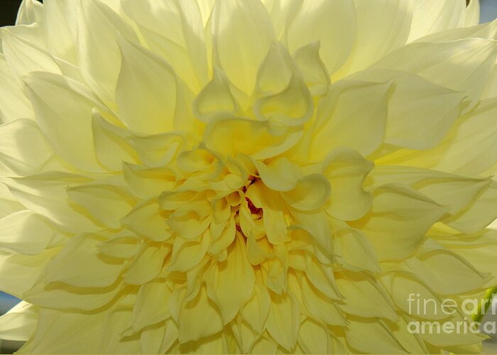 Dinner Plate Dahlia Greeting Card featuring the photograph Dinner Plate Dahlia by Patrick Short