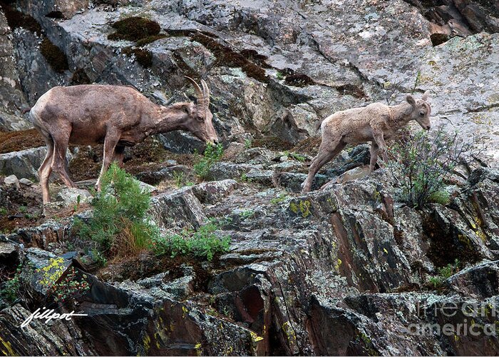 Rocky Mountain Big Horn Sheep Grazing On The Canyon Wall In The Big Thompson Canyon. Greeting Card featuring the photograph Dinning at 5280 by Bon and Jim Fillpot