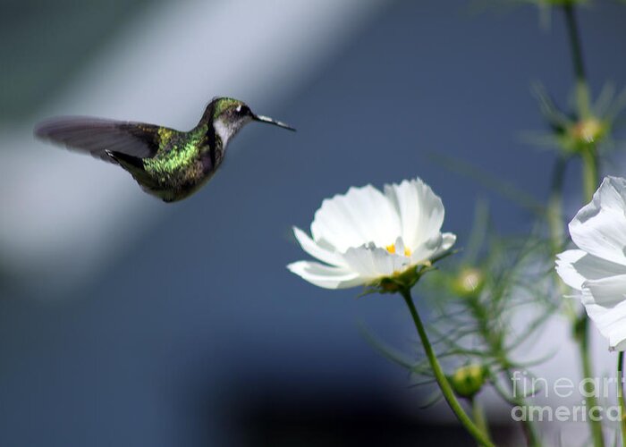 Small; Young; Flying; Wings Spread Out; Mid Flight; Hummingbird; Bird; Tiny; Nature; Photography; Cathy Beharriell Greeting Card featuring the photograph Dip and Sip by Cathy Beharriell