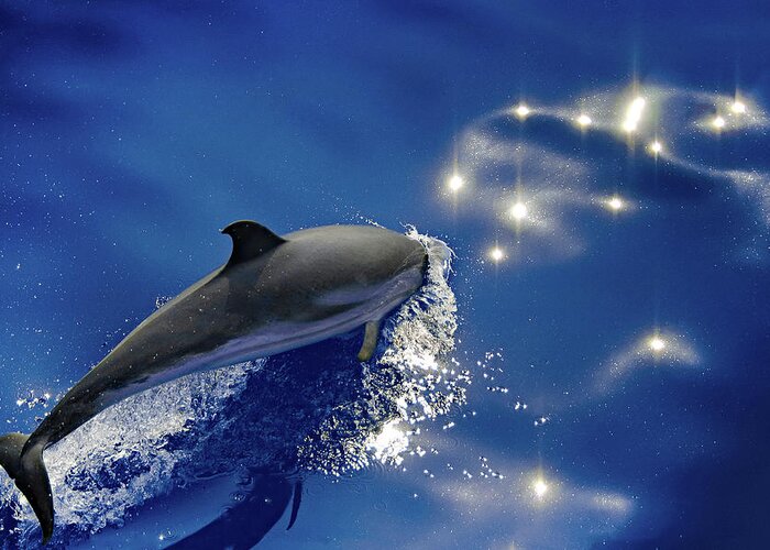 Dolphins Greeting Card featuring the photograph Dive into the blue by Giovanni Allievi