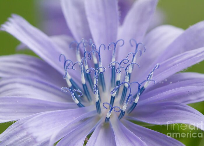 Blue Flower Greeting Card featuring the photograph Divine Infrastructure by Chris Scroggins