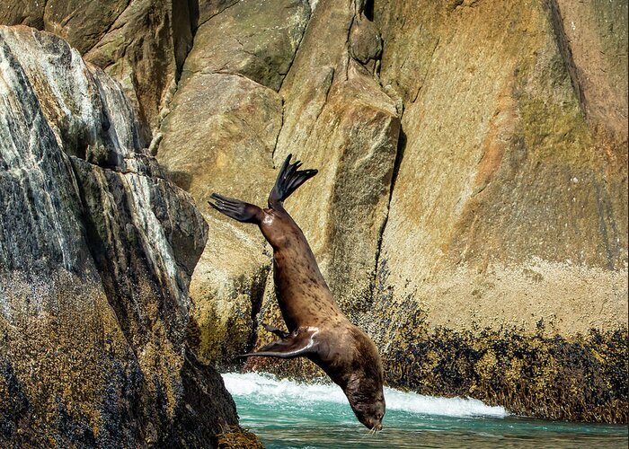 Sea Greeting Card featuring the photograph Sea Lion Nose Dive by Steven Upton
