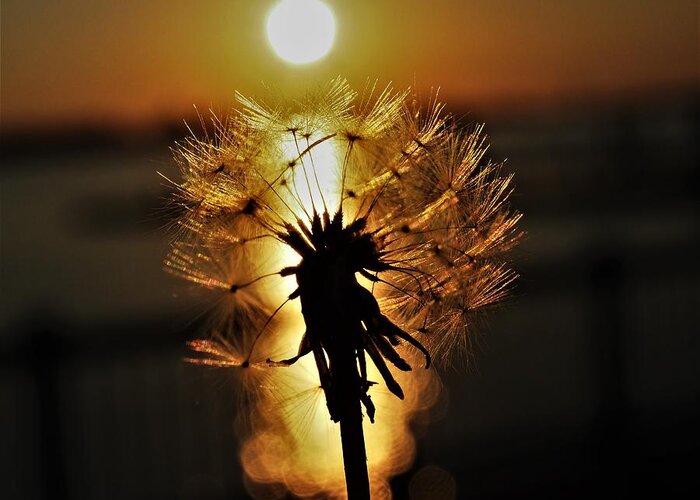Sunset Greeting Card featuring the photograph Dandelion Sunset by Jerry Connally