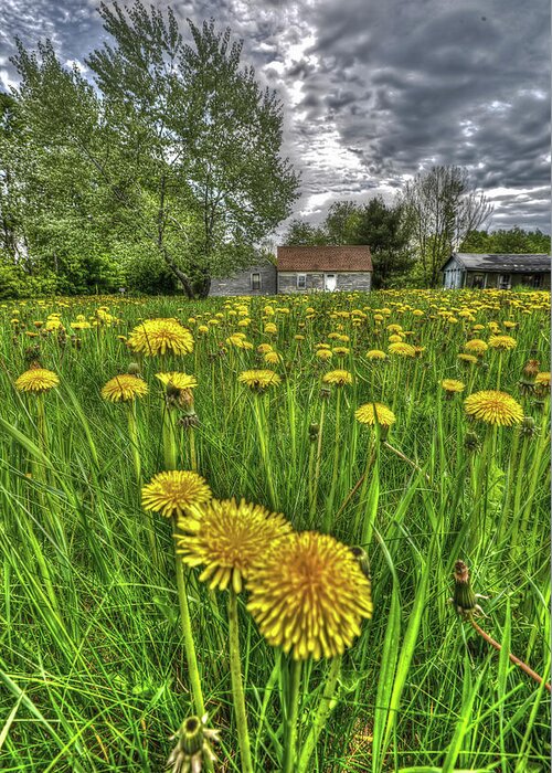 Dandelions Greeting Card featuring the photograph Dlion Delit by Jeff Cooper