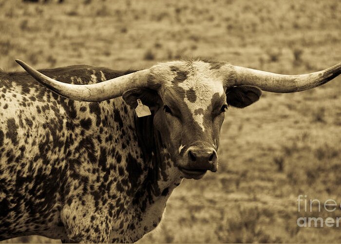 Longhorn Cattle Greeting Card featuring the photograph Do Not Come Any Closer by Barbara Schultheis