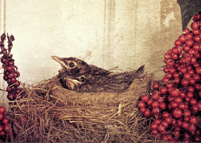 Robins Greeting Card featuring the photograph Do Not Disturb by Jim Cook